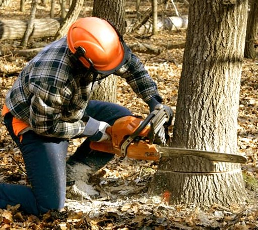 Tree Removal in Potts Camp, MS